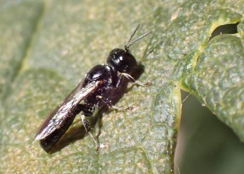 Crossocerus sp.